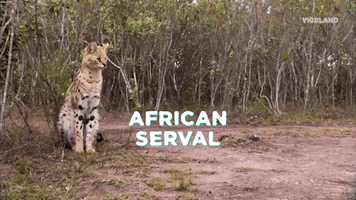 african  serval cat GIF by MOST EXPENSIVEST