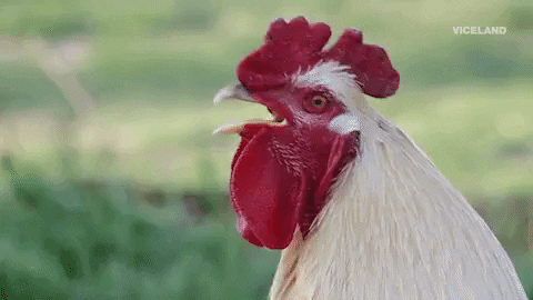 Rooster GIF by MOST EXPENSIVEST - Find & Share on GIPHY