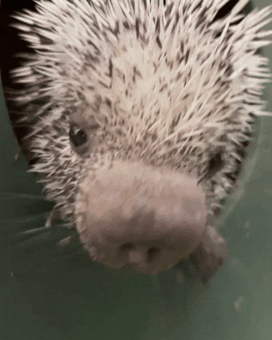 Prehensile-Tailed Porcupine Hello GIF by Valley Zoo Development Society