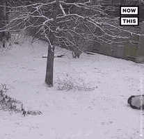 Sledding Let It Snow GIF by NowThis