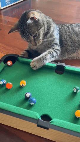 cat-playing-pool
