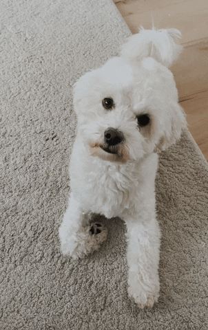 best dog in the world funny gif