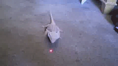 Cheezburger funny lizards bearded dragons laser pointers GIF