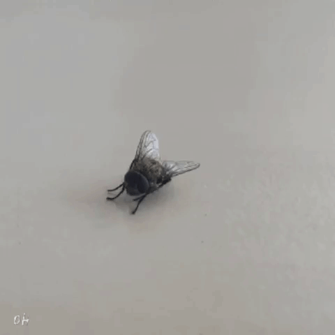 Fly Zoom GIF