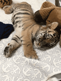 Cute-baby-animal GIFs - Get the best GIF on GIPHY