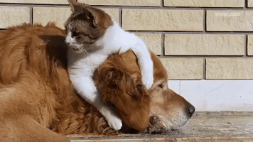 best friends cat GIF by MOST EXPENSIVEST