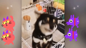 Shiba Inu Cat GIF