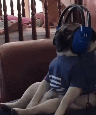Video gif. A pug sits on the sofa like a human. It wears a striped shirt and a big pair of headphones on its head. The dog shakes around slightly as if moving to the beat of the music playing through his headphones.