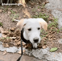 Doggy GIF
