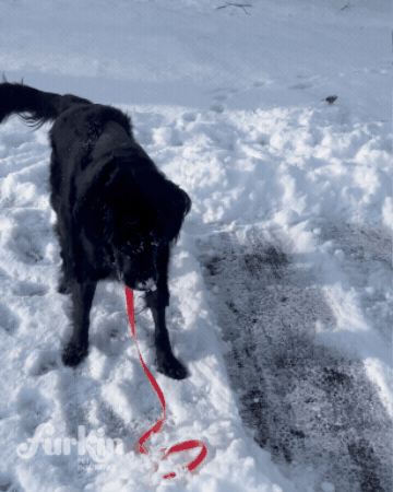 furkinpetinsurance GIF