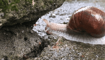 dmag snail csiga helix pomatia GIF