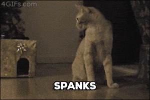 cat spank you GIF