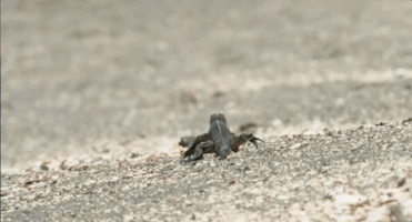 cheller  GIF