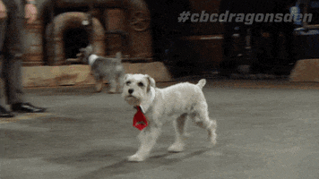 dragons den dog GIF by CBC