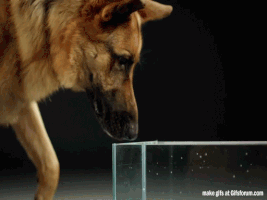 manuelbodando agua perros beber GIF