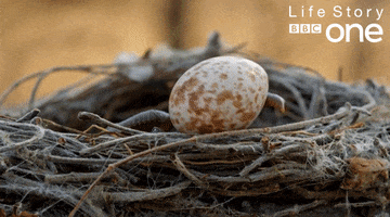 bbc one egg GIF by BBC