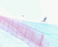 talbotbohemiacardinal  GIF