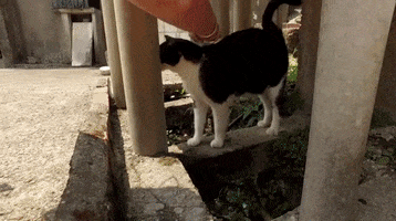 scottherder  GIF