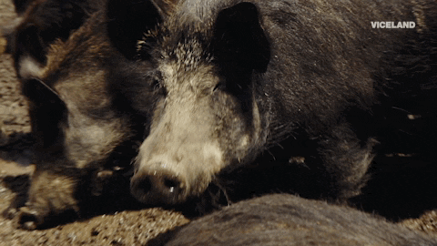 Image result for boar gif