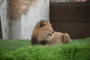 lion king yawn GIF by Columbus Zoo and Aquarium