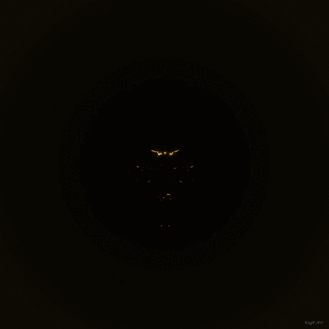 theyellowfabrik gold skull goldie tyf GIF