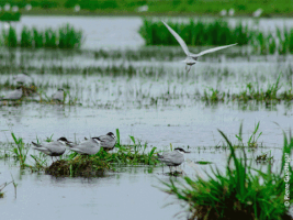 parcs_naturels_regionaux  GIF