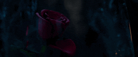 Petal GIFs - Find & Share on GIPHY