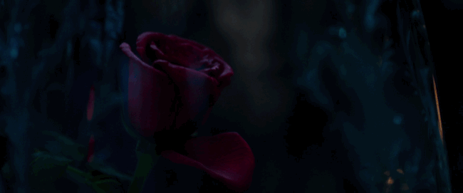 à¸œà¸¥à¸à¸²à¸£à¸„à¹‰à¸™à¸«à¸²à¸£à¸¹à¸›à¸ à¸²à¸žà¸ªà¸³à¸«à¸£à¸±à¸š Beauty and the Beast rose gif