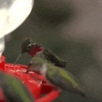 Humming Bird Bird GIF by University of California