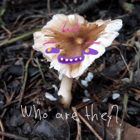 mushrooms sometimes its good sometimes it is... GIF by zapatoverde