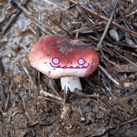just chilling mushrooms and magic GIF by zapatoverde
