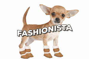 cutie chihuahua GIF by Becky Chung