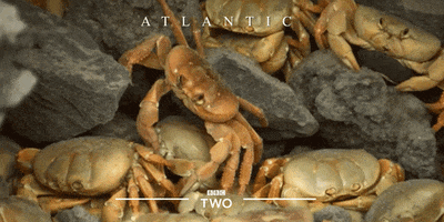 bbc two ocean GIF by BBC