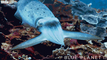 blue planet sea GIF by BBC Earth