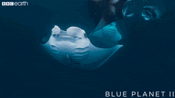 blue planet dance GIF by BBC Earth