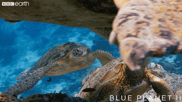 play fighting blue planet GIF by BBC Earth
