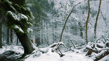 snow forest GIF by Living Stills