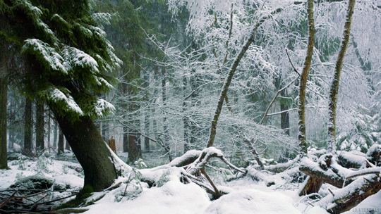 Snow Forest GIF by Living Stills - Find & Share on GIPHY