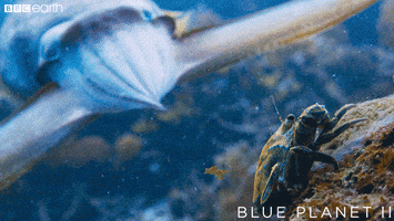 hungry blue planet GIF by BBC Earth