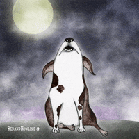 dog halloween GIF by Red & Howling