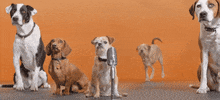 adopt best friends GIF by Best Friends Animal Society