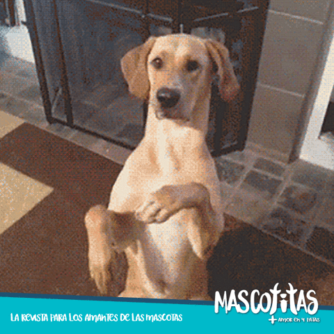 revistamascotitas  GIF