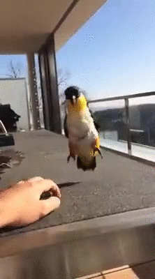 humorfmby  GIF