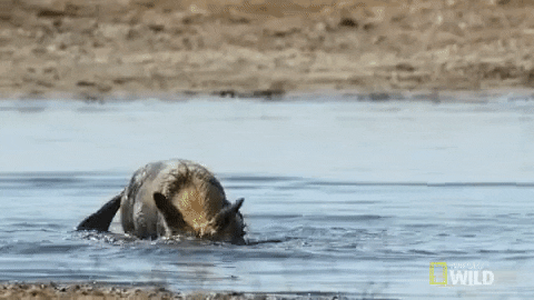 Shake It Off Nat Geo Wild GIF by Savage Kingdom - Find & Share on GIPHY