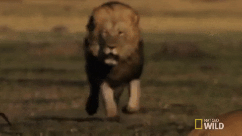 Nat Geo Wild Lion GIF by Savage Kingdom - Find & Share on GIPHY