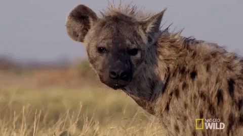 Hyenas GIFs - Find & Share on GIPHY