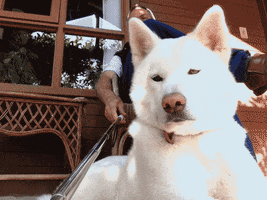 evidence  GIF