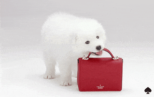 dog GIF by kate spade new york