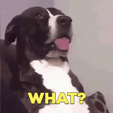 Giphy - What Is It Reaction GIF by Nebraska Humane Society
