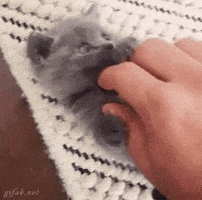 cat tickling GIF